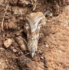 Hellula hydralis (Cabbage Centre Moth) at Hughes, ACT - 25 May 2020 by LisaH