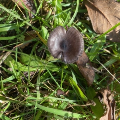 Unidentified Fungus at Mongarlowe River - 31 May 2020 by LisaH