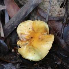 Cortinarius sp. (Cortinarius) at Mongarlowe, NSW - 31 May 2020 by LisaH