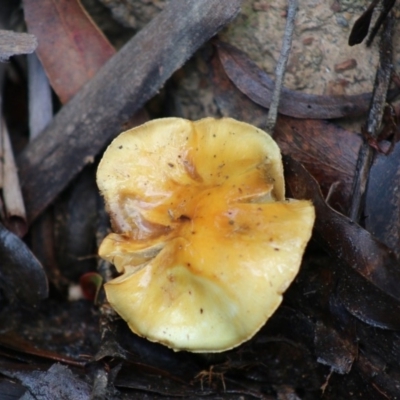 Cortinarius sp. (Cortinarius) at Mongarlowe, NSW - 31 May 2020 by LisaH