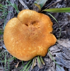 Gymnopilus junonius (Spectacular Rustgill) at Mongarlowe, NSW - 31 May 2020 by LisaH