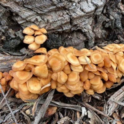Collybia s.l. at Mongarlowe, NSW - 31 May 2020 by LisaH