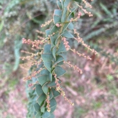 Acacia pravissima (Wedge-leaved Wattle, Ovens Wattle) at Mongarlowe, NSW - 31 May 2020 by LisaH