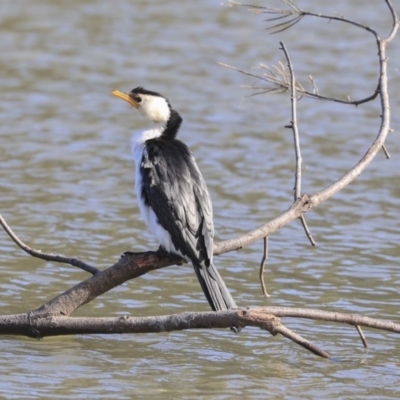 Microcarbo melanoleucos (Little Pied Cormorant) at Giralang Wetlands - 25 May 2020 by AlisonMilton