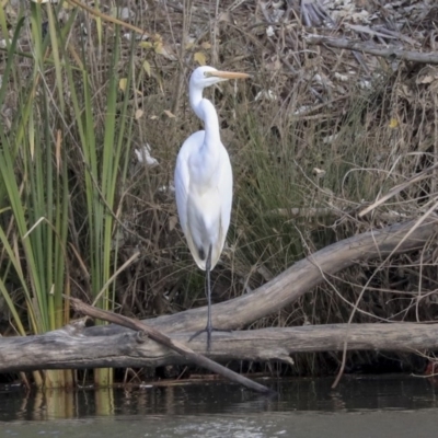 Ardea alba (Great Egret) at Giralang Wetlands - 25 May 2020 by AlisonMilton