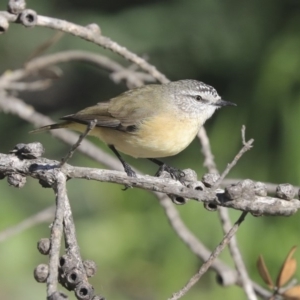 Acanthiza chrysorrhoa at Giralang, ACT - 25 May 2020