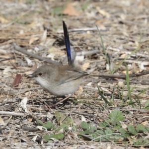 Malurus cyaneus at Giralang, ACT - 25 May 2020