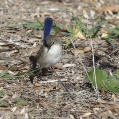 Malurus cyaneus at Giralang, ACT - 25 May 2020