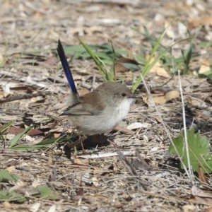 Malurus cyaneus at Giralang, ACT - 25 May 2020