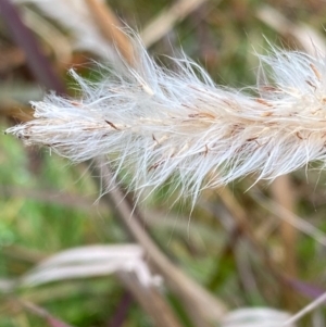 Imperata cylindrica at Mongarlowe, NSW - 31 May 2020