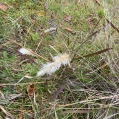 Imperata cylindrica at Mongarlowe, NSW - 31 May 2020