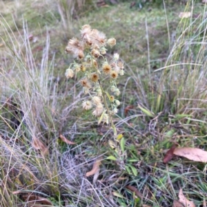 Erigeron sp. at Mongarlowe, NSW - 31 May 2020