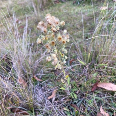 Erigeron sp. (Fleabanes) at Mongarlowe, NSW - 31 May 2020 by LisaH