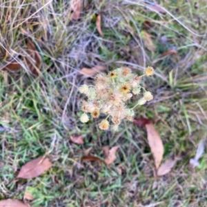 Erigeron sp. at Mongarlowe, NSW - 31 May 2020