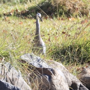 Egretta novaehollandiae at Belconnen, ACT - 25 May 2020