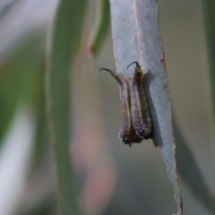 Lophyrotoma sp. (genus) (Sawfly) at Mongarlowe, NSW - 31 May 2020 by LisaH