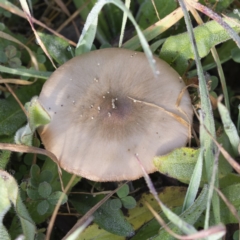 Pluteus cervinus (Pluteus cervinus) at Coree, ACT - 31 May 2020 by CedricBear