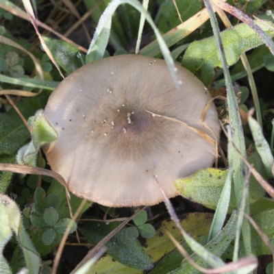 Pluteus cervinus (Pluteus cervinus) at Coree, ACT - 31 May 2020 by CedricBear