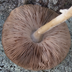 Pluteus cervinus at Coree, ACT - 31 May 2020