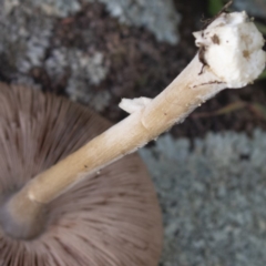 Pluteus cervinus at Coree, ACT - 31 May 2020