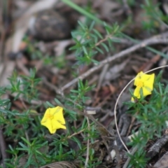 Hibbertia sp. (Guinea Flower) at Mongarlowe, NSW - 31 May 2020 by LisaH