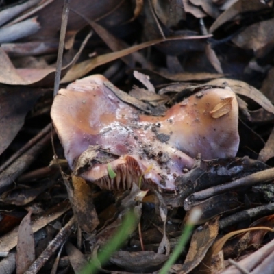 Cortinarius sp. (Cortinarius) at Mongarlowe, NSW - 31 May 2020 by LisaH