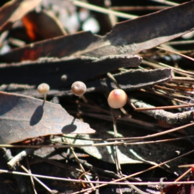 Unidentified Fungus at Mongarlowe River - 31 May 2020 by LisaH