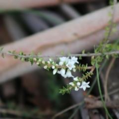 Epacris gunnii (Heath) at Mongarlowe, NSW - 31 May 2020 by LisaH