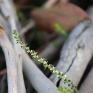 Epacris gunnii at Mongarlowe, NSW - 31 May 2020