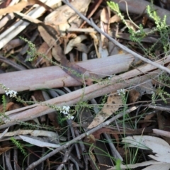 Epacris gunnii at Mongarlowe, NSW - 31 May 2020 04:17 PM