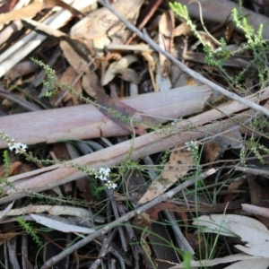 Epacris gunnii at Mongarlowe, NSW - 31 May 2020