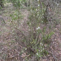 Epacris gunnii at Mongarlowe, NSW - 31 May 2020 04:17 PM