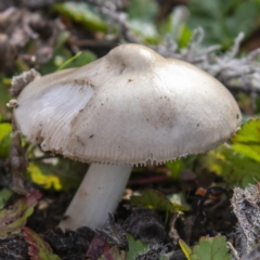 zz agaric (stem; gills white/cream) at Stony Creek - 31 May 2020 by CedricBear