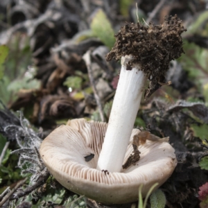 zz agaric (stem; gills white/cream) at Coree, ACT - 31 May 2020 10:39 AM