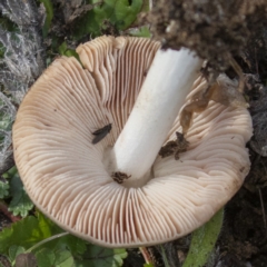 zz agaric (stem; gills white/cream) at Coree, ACT - 31 May 2020 10:39 AM