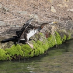 Anhinga novaehollandiae (Australasian Darter) at Evatt, ACT - 25 May 2020 by Alison Milton