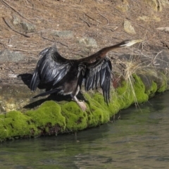 Anhinga novaehollandiae at Evatt, ACT - 25 May 2020