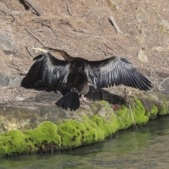 Anhinga novaehollandiae at Evatt, ACT - 25 May 2020