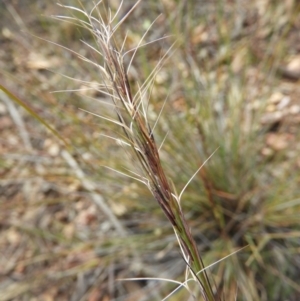 Aristida ramosa at Stromlo, ACT - 25 May 2020