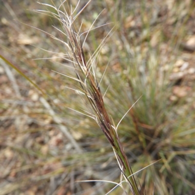 Aristida ramosa (Purple Wire Grass) at Stromlo, ACT - 25 May 2020 by MatthewFrawley