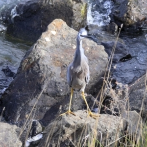 Egretta novaehollandiae at Evatt, ACT - 25 May 2020