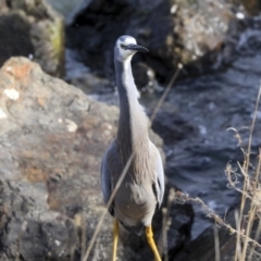 Egretta novaehollandiae at Evatt, ACT - 25 May 2020