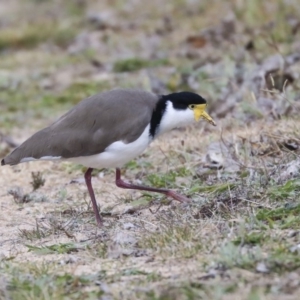 Vanellus miles at Belconnen, ACT - 25 May 2020 02:17 PM