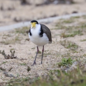 Vanellus miles at Belconnen, ACT - 25 May 2020 02:17 PM