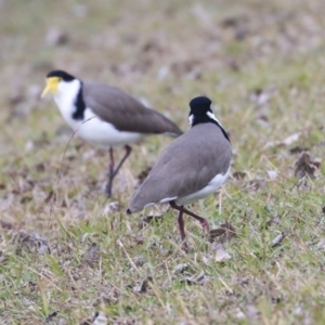 Vanellus miles at Belconnen, ACT - 25 May 2020 02:17 PM