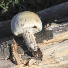 Agaricus sp. (Agaricus) at Giralang, ACT - 24 May 2020 by Alison Milton