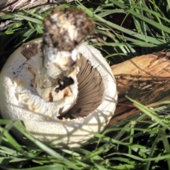 Agaricus sp. at Giralang, ACT - 25 May 2020 09:35 AM