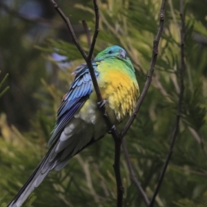 Psephotus haematonotus at Belconnen, ACT - 25 May 2020