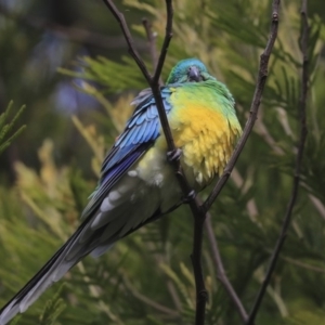 Psephotus haematonotus at Belconnen, ACT - 25 May 2020