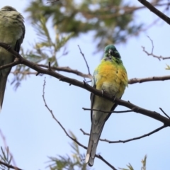 Psephotus haematonotus at Belconnen, ACT - 25 May 2020